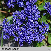 Polygala amara ssp. brachyptera (krzyżownica gorzka górska)