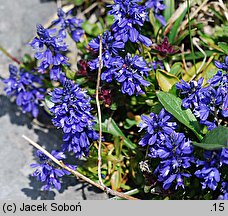 Polygala amara ssp. brachyptera (krzyżownica gorzka górska)