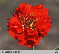 Geum chiloense Mrs. Bradshaw