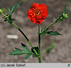 Geum chiloense Mrs. Bradshaw