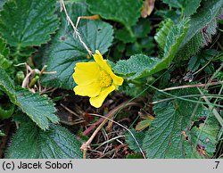 Geum montanum (kuklik górski)