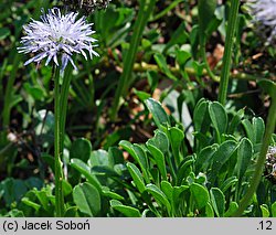 Globularia meridionalis