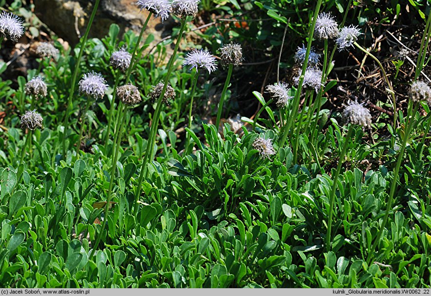 Globularia meridionalis