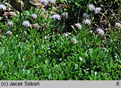 Globularia meridionalis