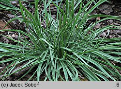 Catananche caerulea (kupidynek błękitny)