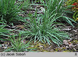 Catananche caerulea (kupidynek błękitny)