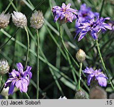 Catananche caerulea (kupidynek błękitny)