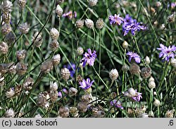 Catananche caerulea (kupidynek błękitny)