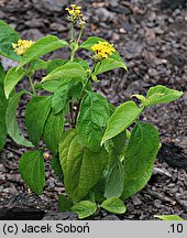 Lantana camara (lantana pospolita)