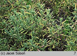 Lavandula stoechas (lawenda francuska)