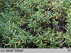 Lavandula stoechas (lawenda francuska)