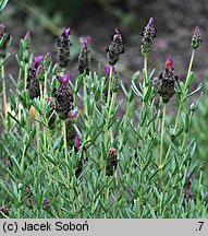 Lavandula stoechas (lawenda francuska)