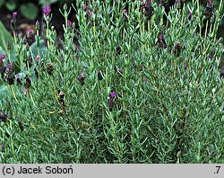 Lavandula stoechas (lawenda francuska)