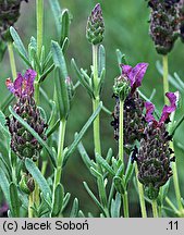 Lavandula stoechas (lawenda francuska)