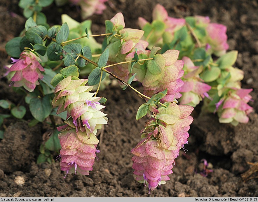 Origanum Kent Beauty