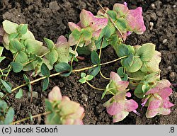 Origanum Kent Beauty