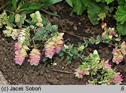 Origanum Kent Beauty