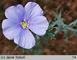 Linum perenne (len trwały)