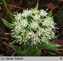 Petasites albus (lepiężnik biały)