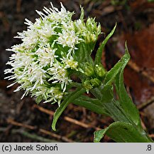 Petasites albus (lepiężnik biały)