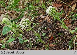 Petasites albus (lepiężnik biały)