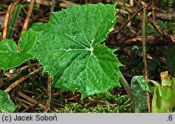 Petasites albus (lepiężnik biały)