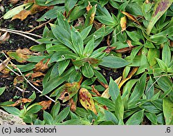 Silene zawadzkii (lepnica Zawadzkiego)