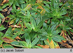 Silene zawadzkii (lepnica Zawadzkiego)