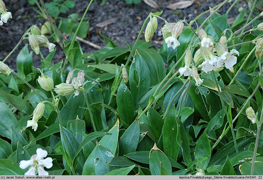 Silene zawadzkii (lepnica Zawadzkiego)