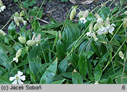 Silene zawadzkii (lepnica Zawadzkiego)