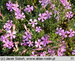 Silene schafta (lepnica Szafta)