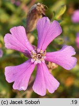 Silene schafta (lepnica Szafta)