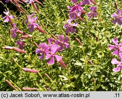 Silene schafta (lepnica Szafta)