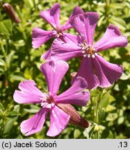 Silene schafta (lepnica Szafta)