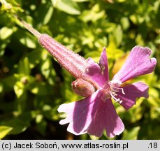 Silene schafta (lepnica Szafta)