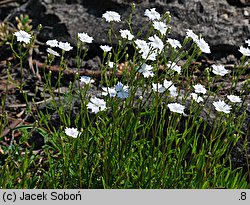 Silene alpestris (lepnica alpejska)