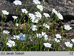 Silene alpestris (lepnica alpejska)