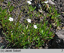 Silene alpestris (lepnica alpejska)