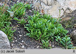 Silene alpestris (lepnica alpejska)