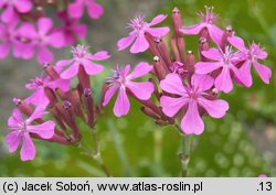 Silene armeria (lepnica baldaszkowa)