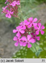 Silene armeria (lepnica baldaszkowa)