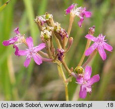 Silene armeria