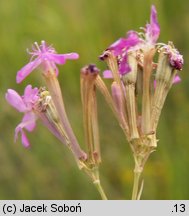 Silene armeria