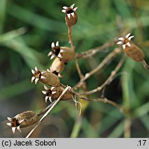 Silene saxifraga (lepnica skalnicowata)