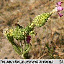 Silene conica