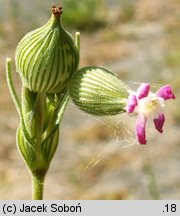 Silene conica