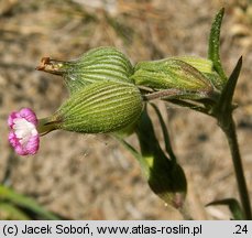 Silene conica