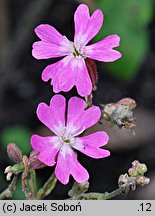 Silene pendula (lepnica pnąca)