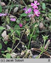 Silene pendula (lepnica pnąca)