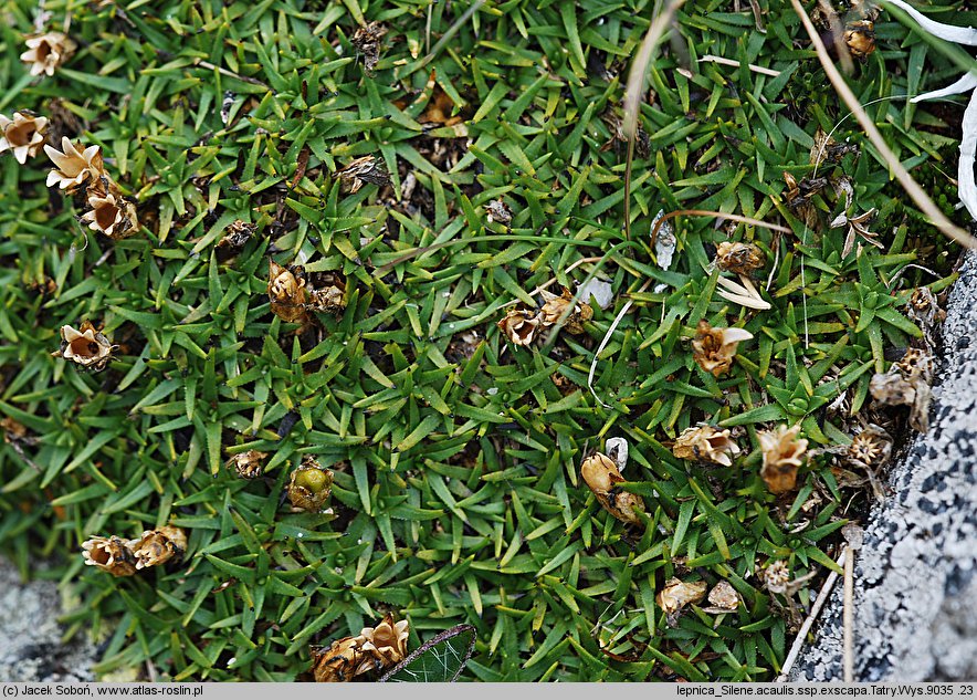 Silene acaulis var. exscapa